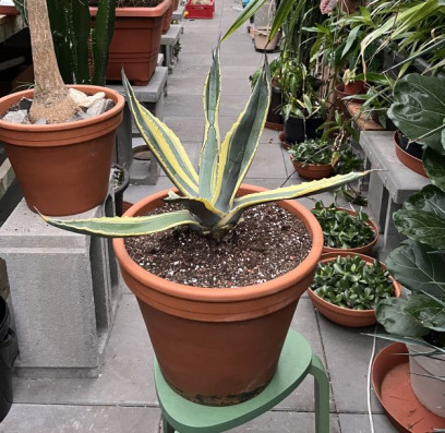 Agáve americana MARGINATA-žlutá 70cm