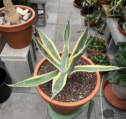 Agáve americana MARGINATA-žlutá 70cm