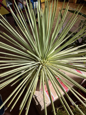 Agave Stricta