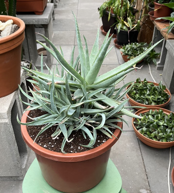 Aloe pravá-velká rostlina-mnoho odnoží
