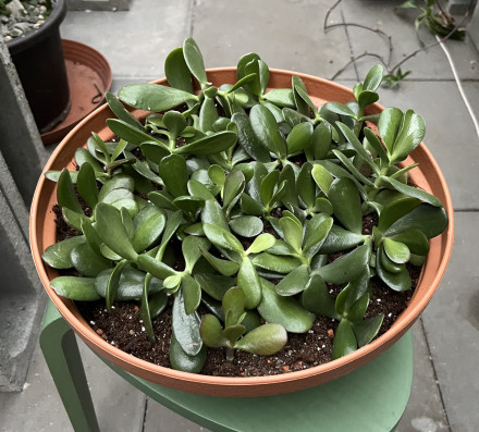 Crassula Ovata miska velká odnože-cca 25rostlin