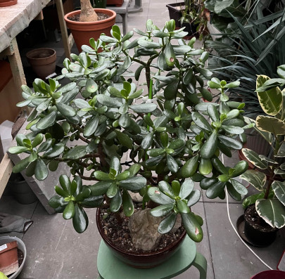 Crassula Ovata VELKÁ ROSTLINA 1