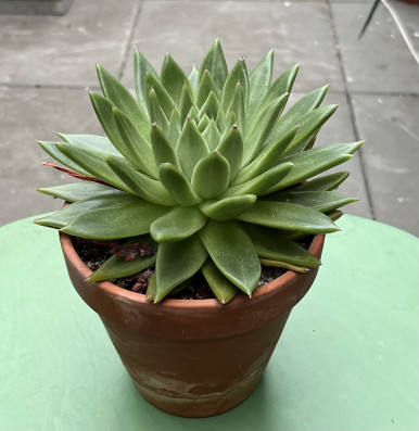 Echeveria Pulidonis