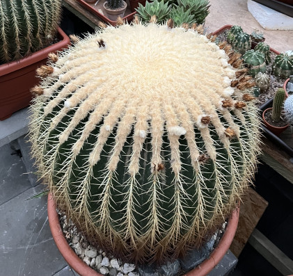 Echinocactus grusonii
