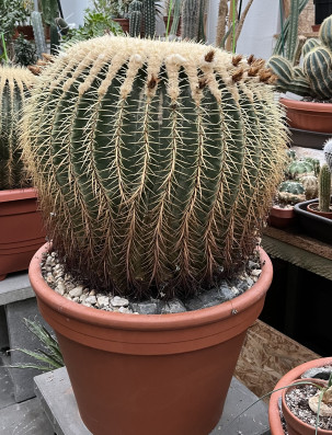 Echinocactus grusonii
