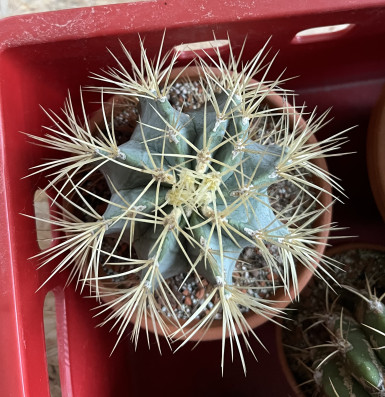 Ferocactus glaucescens 15cm