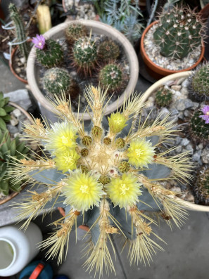 Ferocactus glaucescens 49x28cm