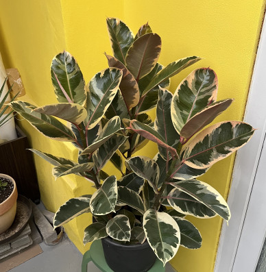 Ficus Elastica Shivereana 100cm
