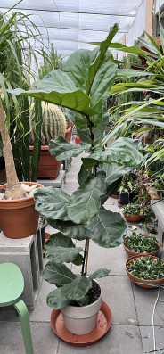 Ficus Lyrata