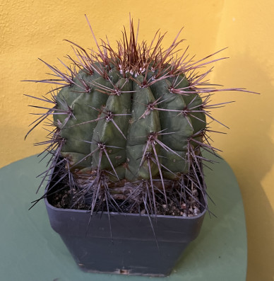 Melocactus Ernestii