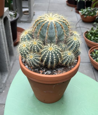 Notocactus Magnificus