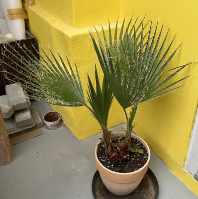 Trachycarpus Fortunei 10Lt - výška 60-80cm