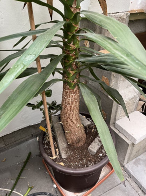 Yucca elephantipes (Juka obrovská) 3m
