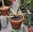 Agáve americana MARGINATA-žlutá 70cm
