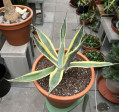 Agáve americana MARGINATA-žlutá 70cm
