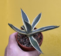Agáve americana marginata 10cm