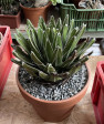 Agave Ferdinandi Regis
