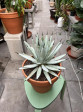Agave macroacantha 35x35