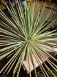 Agave Stricta