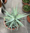 Aloe pravá-velká rostlina-mnoho odnoží