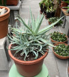 Aloe pravá-velká rostlina-mnoho odnoží