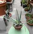 Aloe pravá