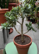 Crassula Blue bird