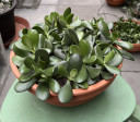 Crassula Ovata miska menší odnože-cca 20rostlin
