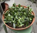 Crassula Ovata miska velká odnože-cca 25rostlin