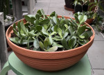Crassula Ovata miska velká odnože-cca 25rostlin