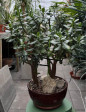 Crassula Ovata VELKÁ ROSTLINA 3