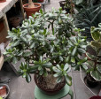 Crassula Ovata VELKÁ ROSTLINA 1