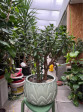 Crassula Ovata VELKÁ ROSTLINA 2 cca 85cm