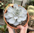 Echeveria Elegans