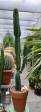 Euphorbia ingens 1.60m