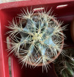 Ferocactus glaucescens 15cm