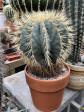 Ferocactus glaucescens 49x28cm