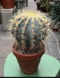 Ferocactus glaucescens 21CM