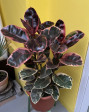 Ficus elastica Belize-ČERVENÝ 100-110CM