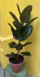 Ficus Elastica ROBUSTA 100cm
