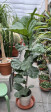 Ficus Lyrata