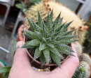 Haworthia pearl drops