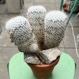 Mammilaria Society