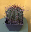 Melocactus Ernestii