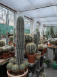 Pachycereus pringlei 1.70m