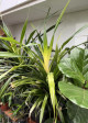 Pandanus, Pandán