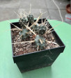 Tephrocactus papyracanthus