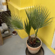 Trachycarpus Fortunei 10Lt - výška 60-80cm