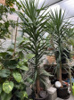 Yucca elephantipes (Juka obrovská) 3m