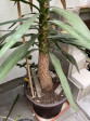 Yucca elephantipes (Juka obrovská) 3m